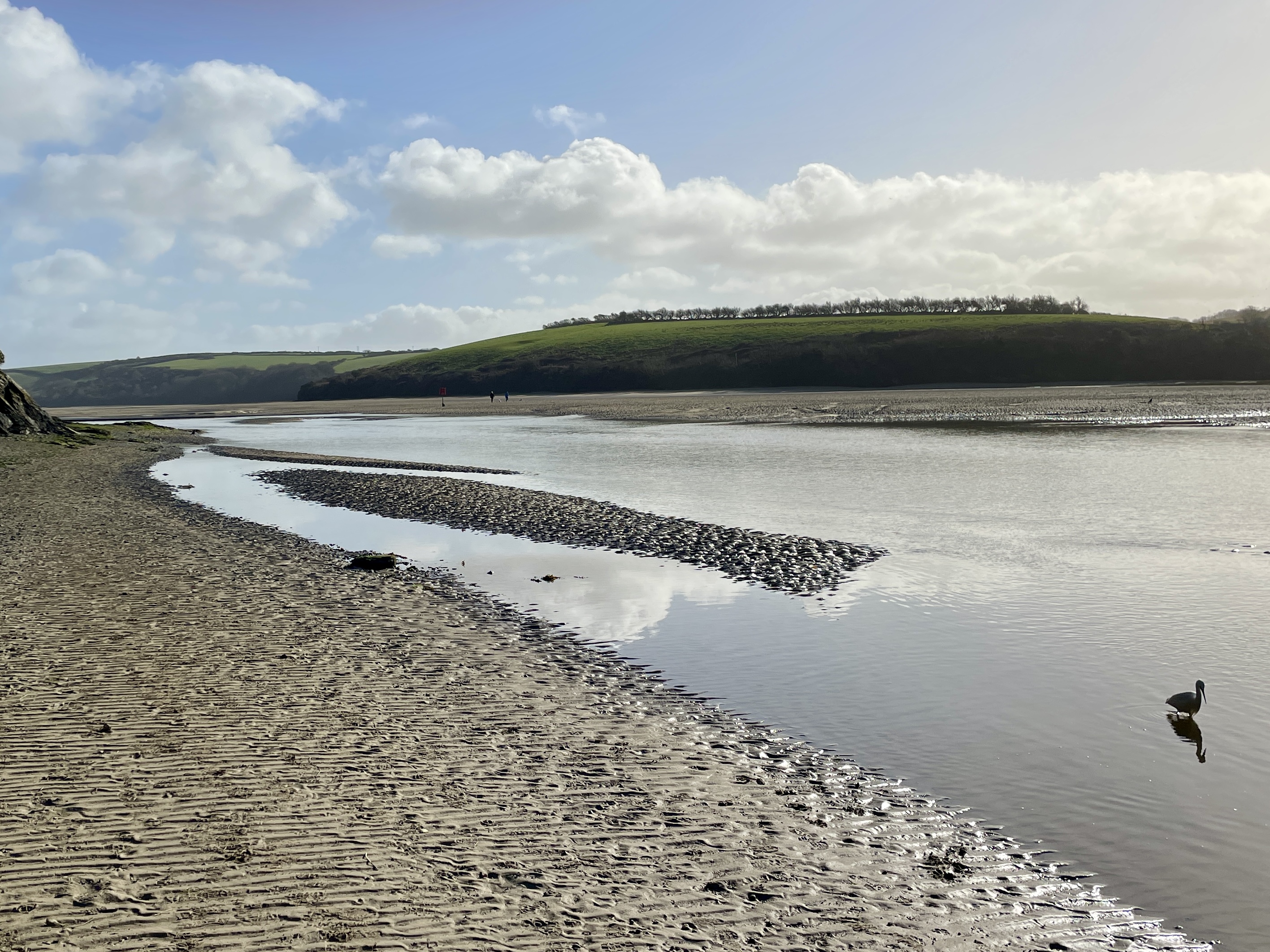 little egret silhouette on the river gannel estuary in newquay cornwall