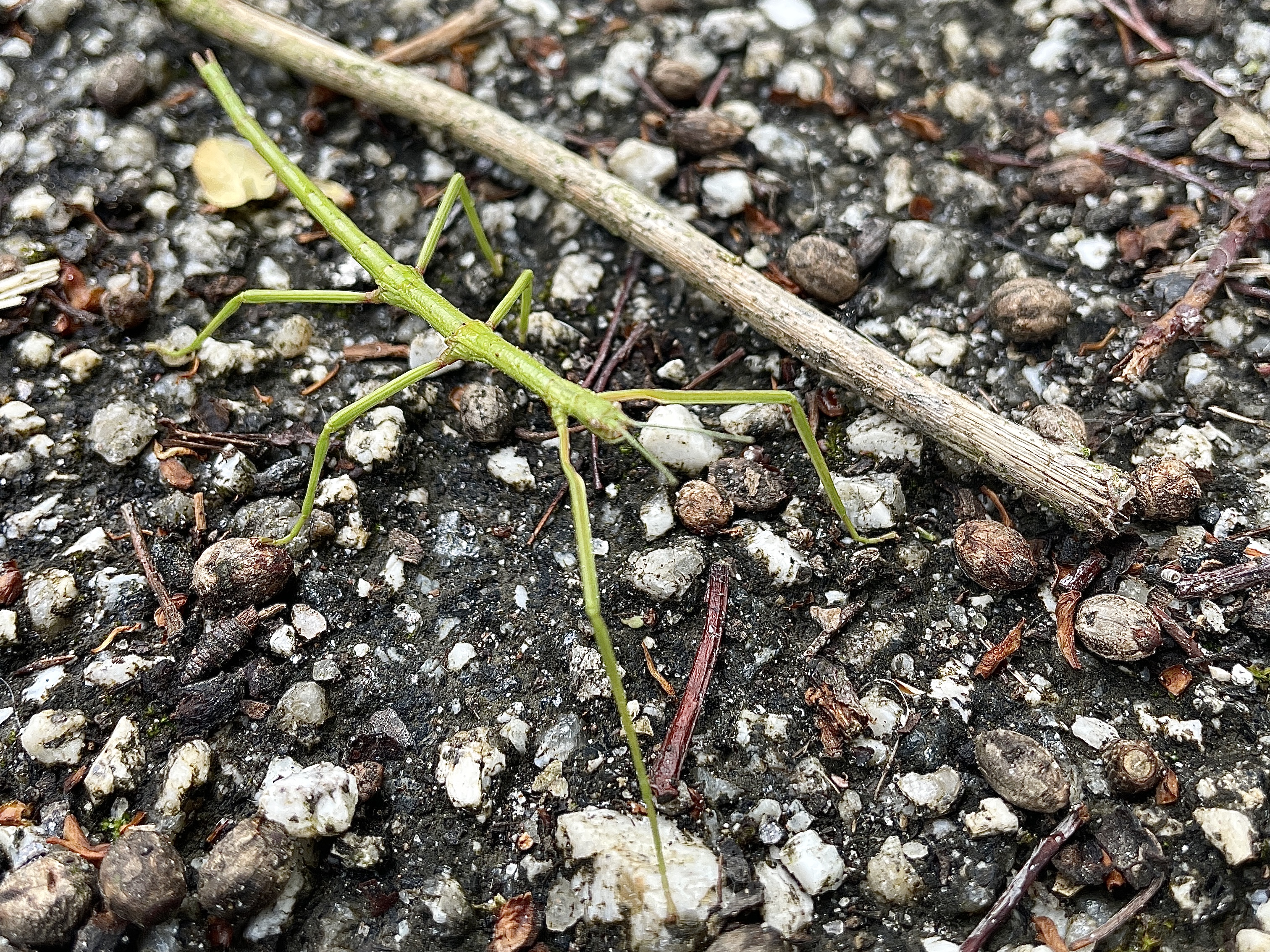 stick insect in newquay