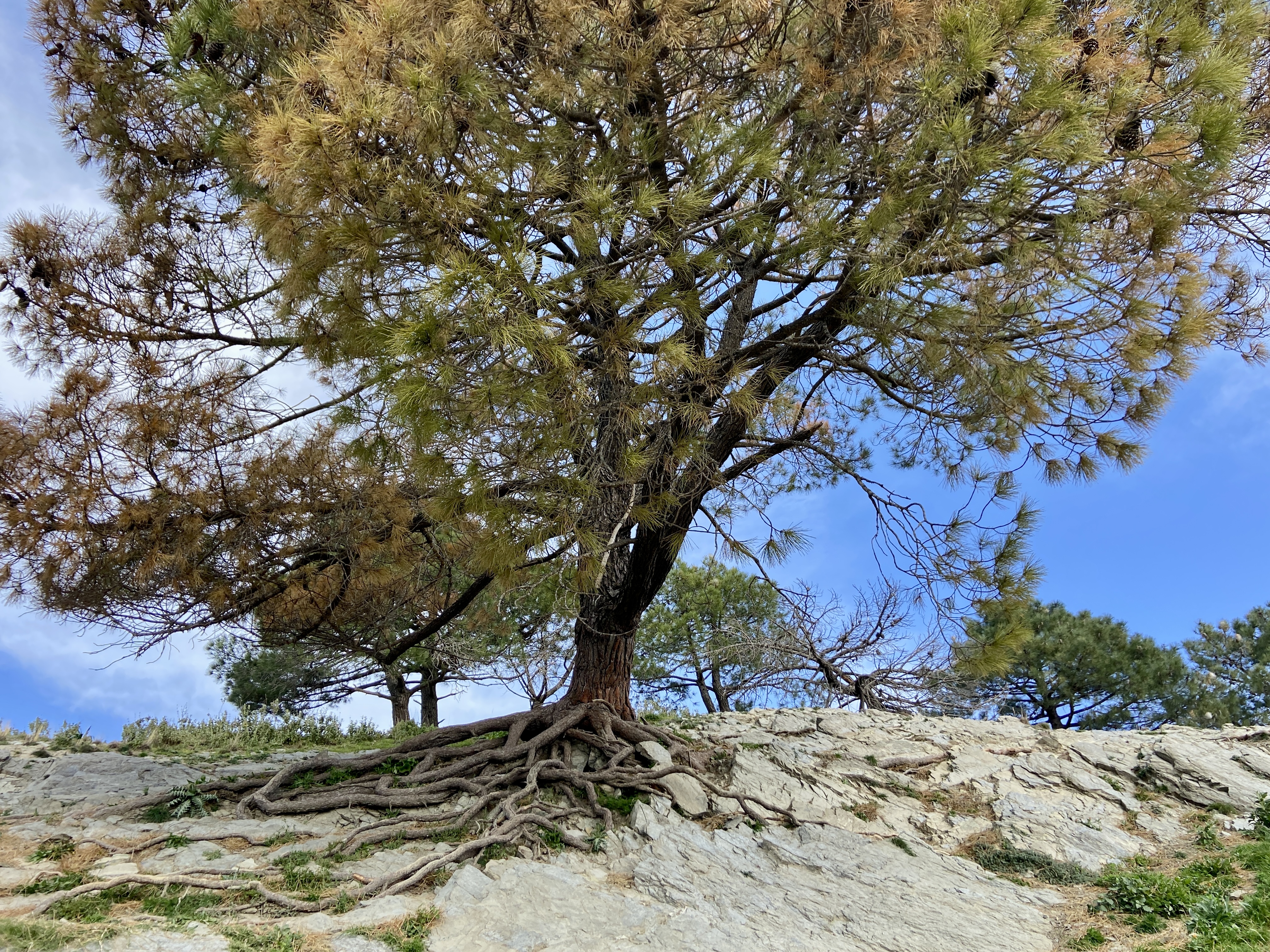 picturesque tree with visible roots in spanish mountains near malaga