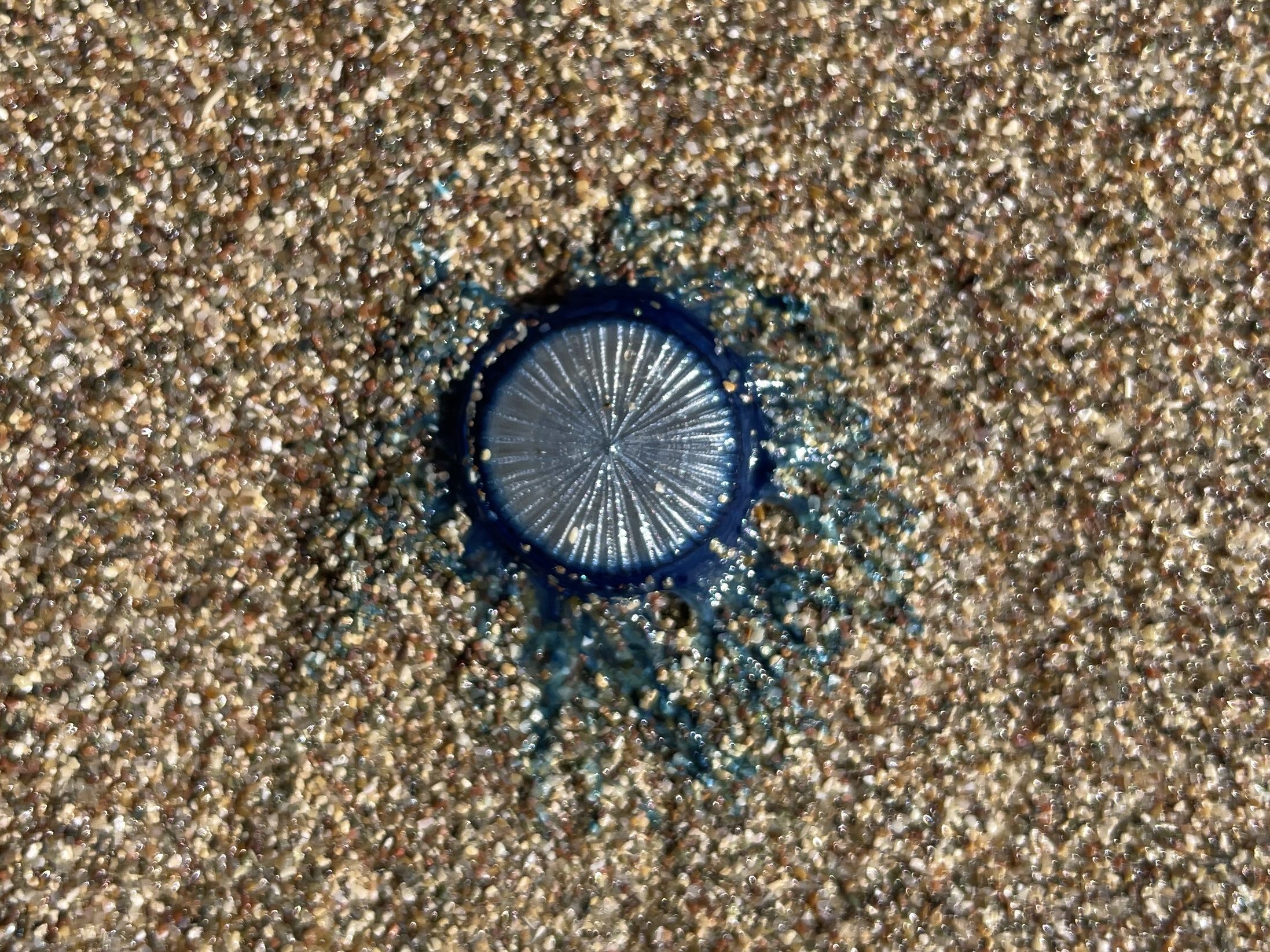 Bottlecap Jellyfish