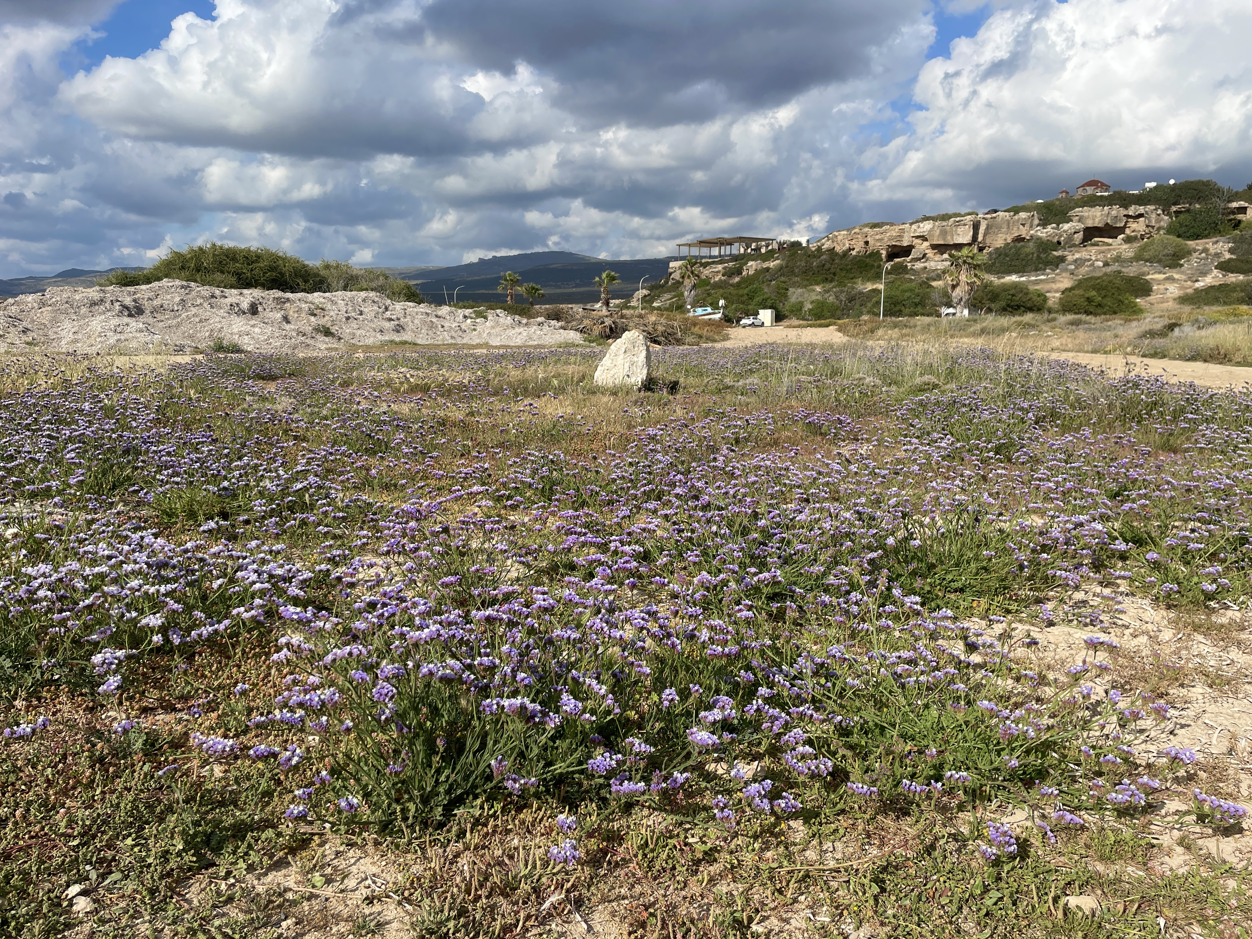 Wild coastal flowers by Agios Georgios harbour in Cyprus