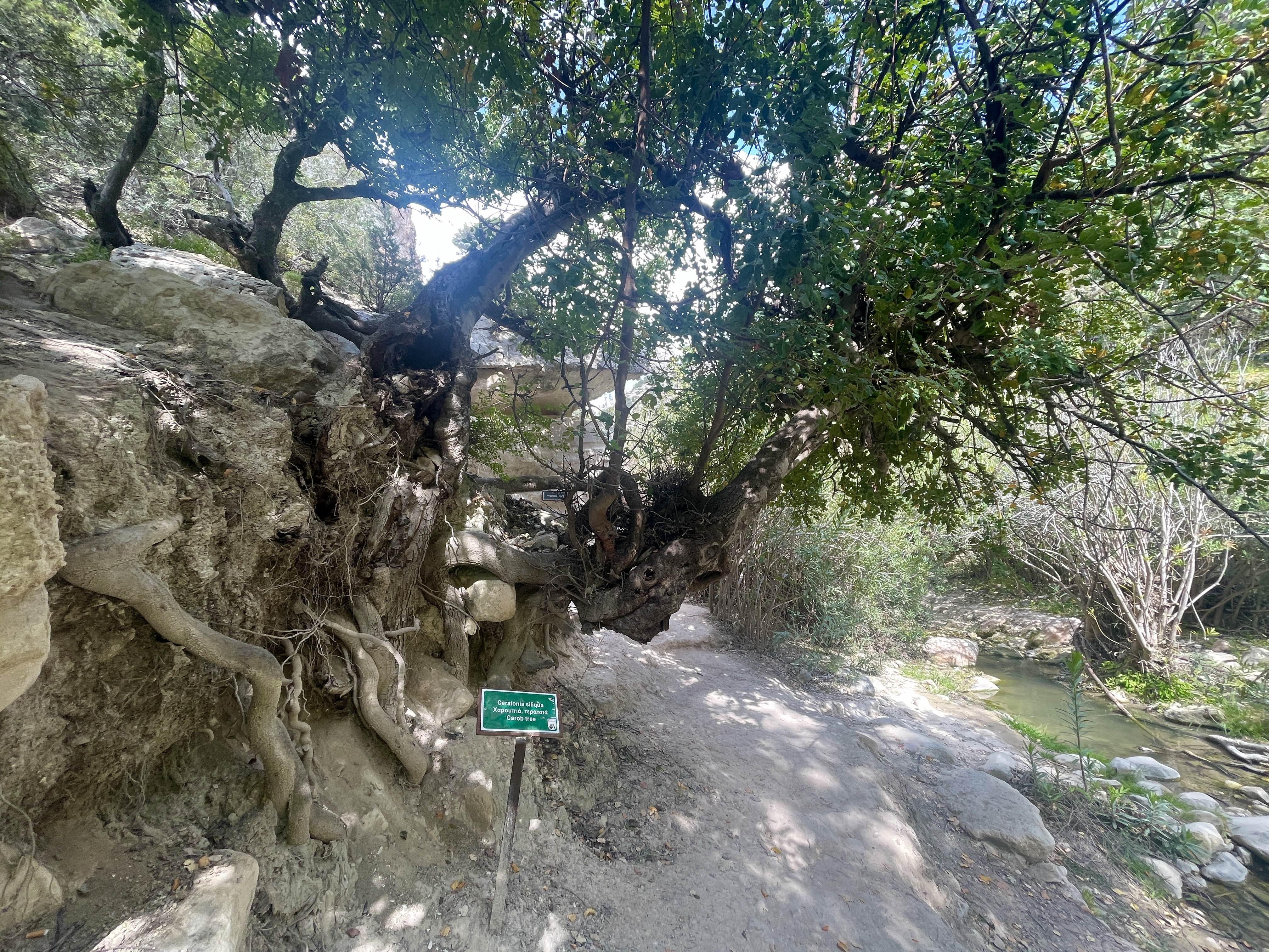  cyprus