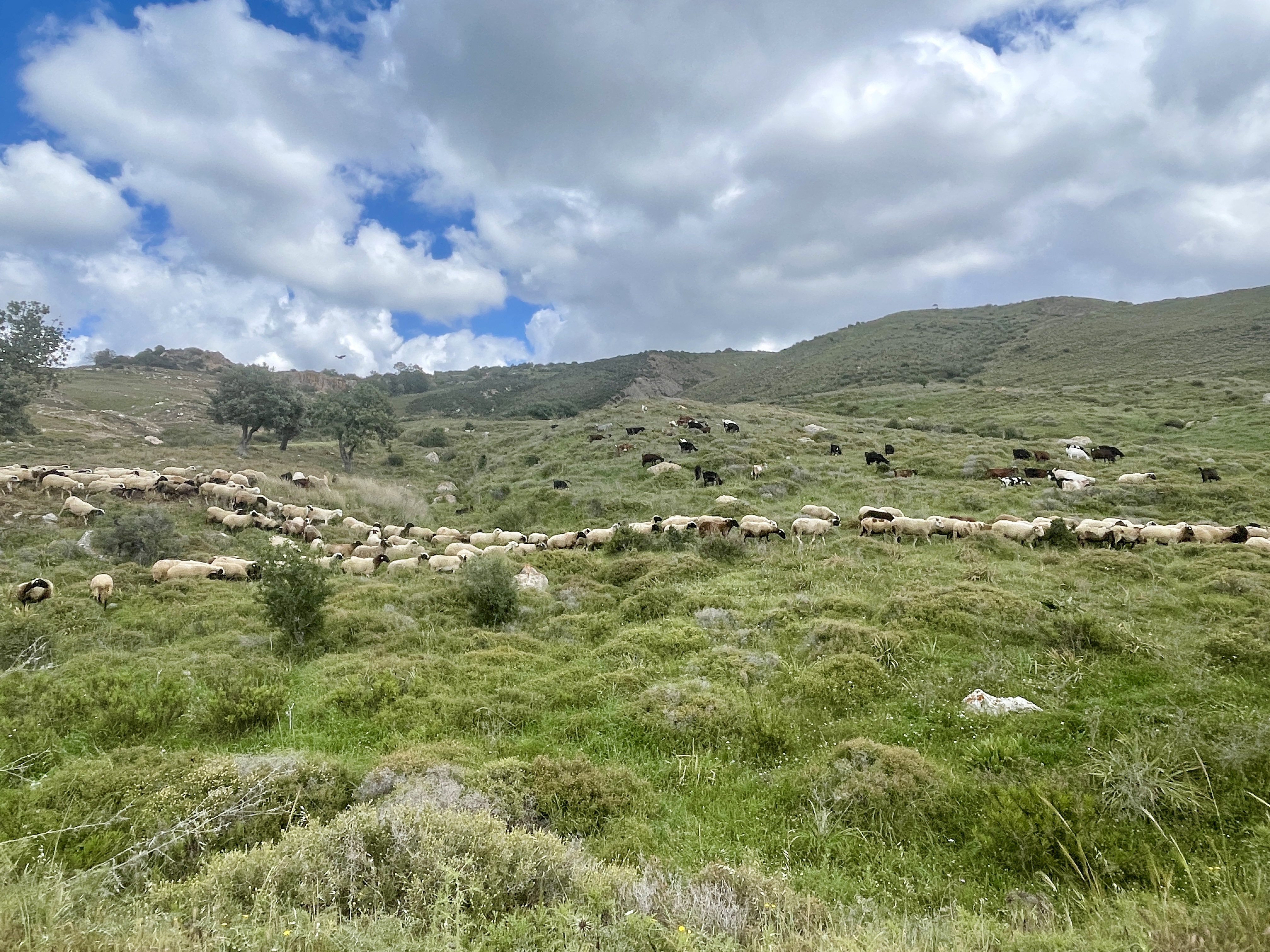 Pano Arodes Cyprus Goats