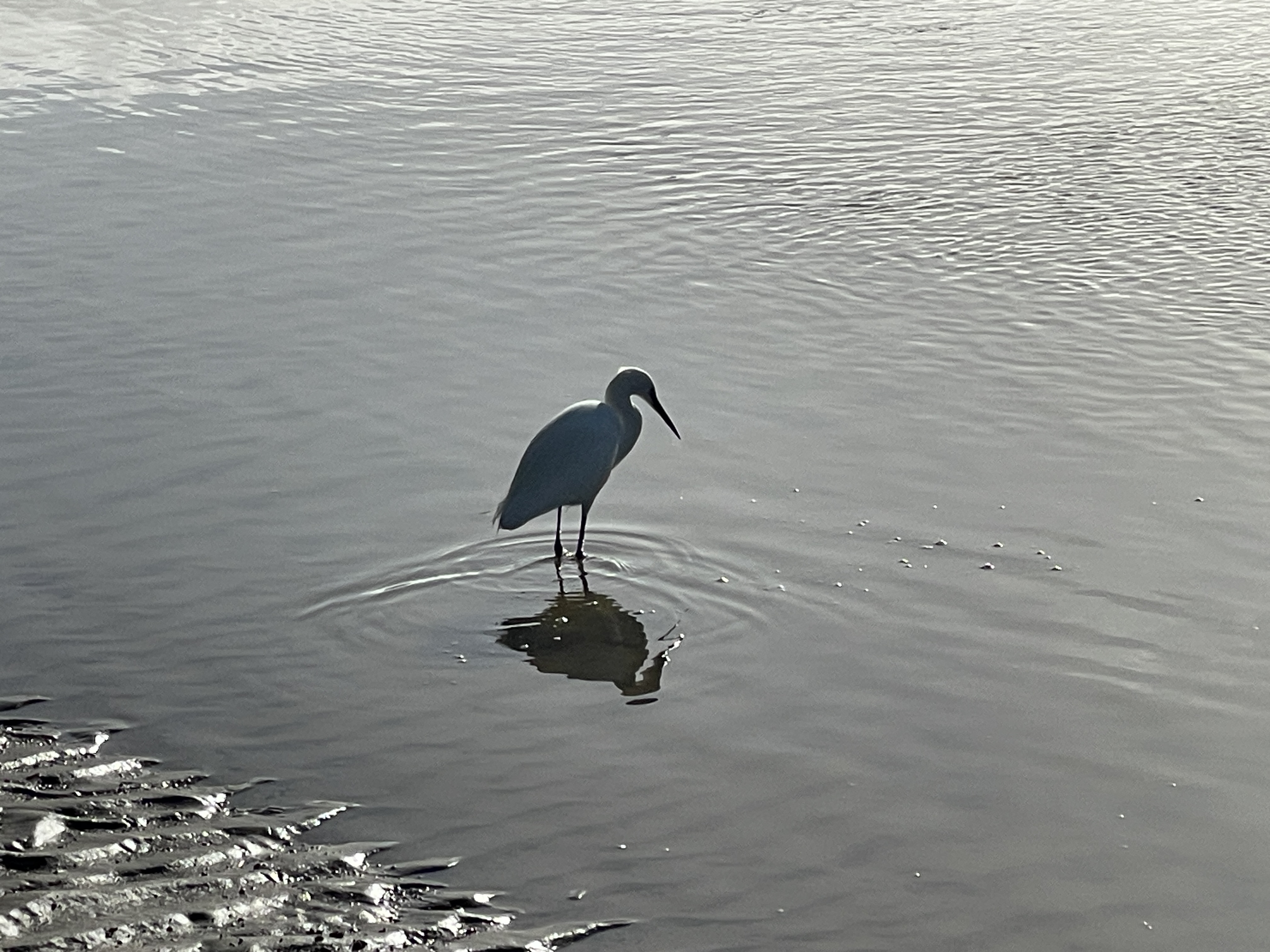 Little Egret at the Gannel Estuary in Newquay