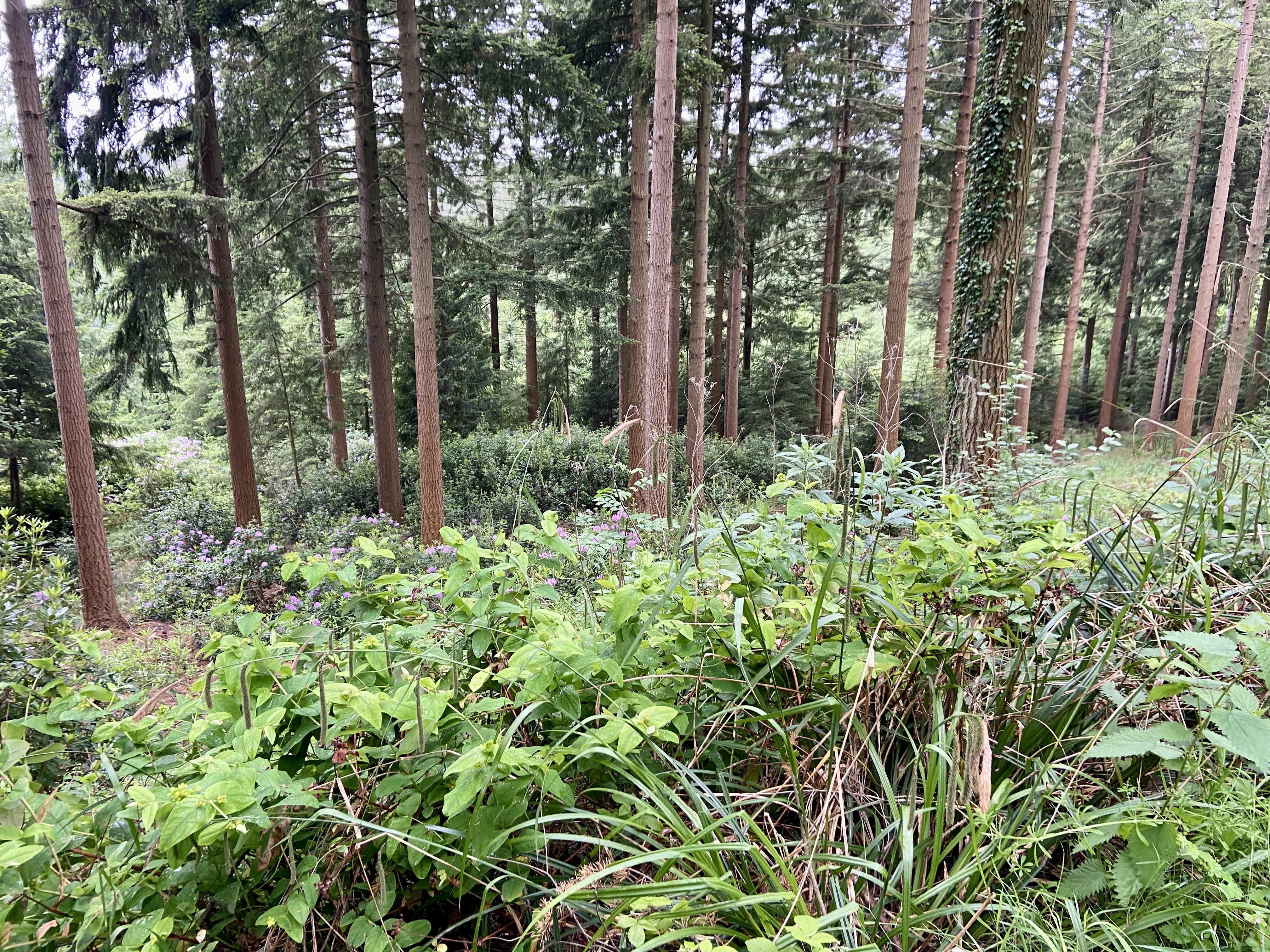Beautiful forest scenery at Center Parcs