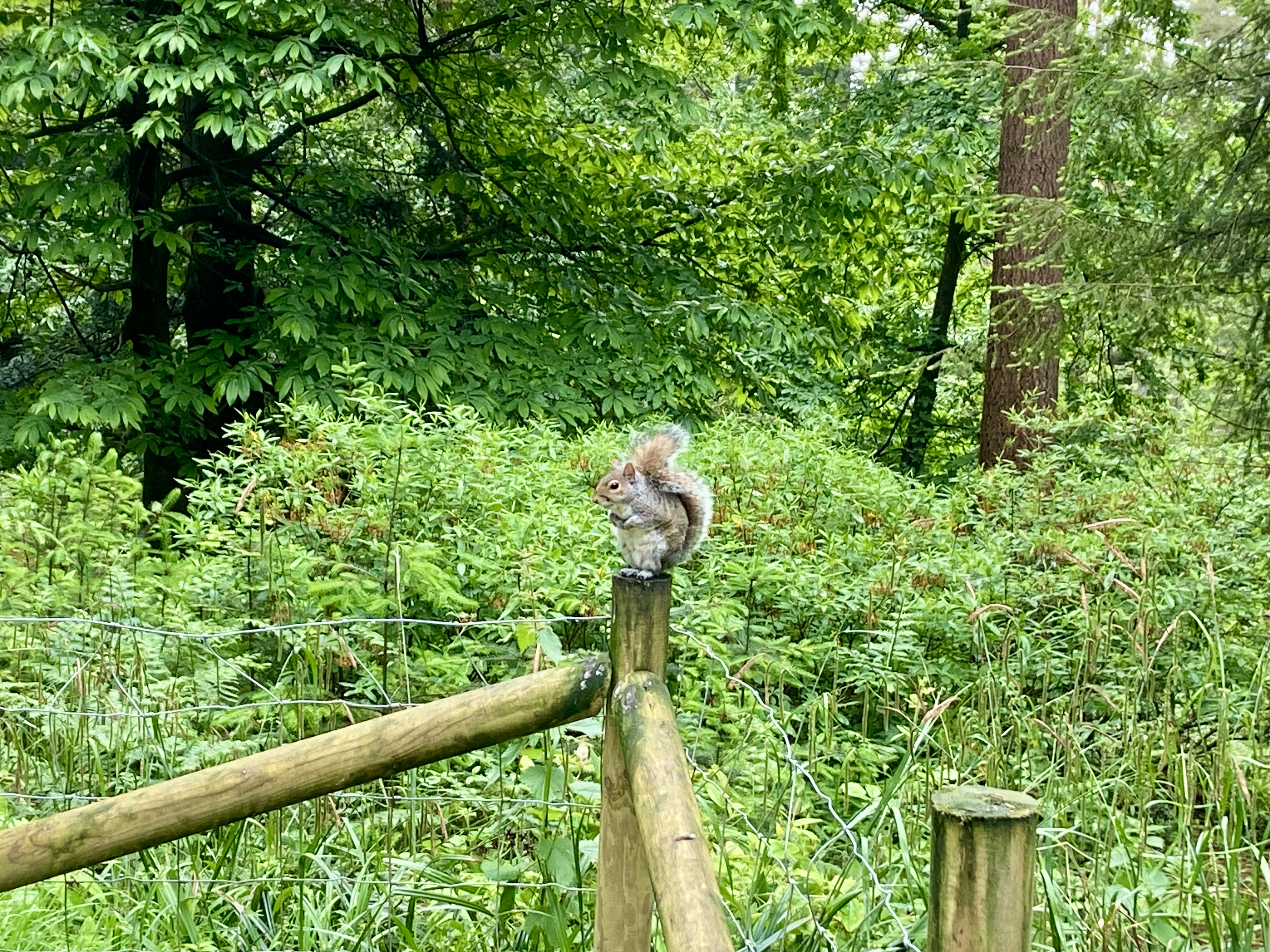 A grey squirrel on our patio fencing at Center Parcs Longleat