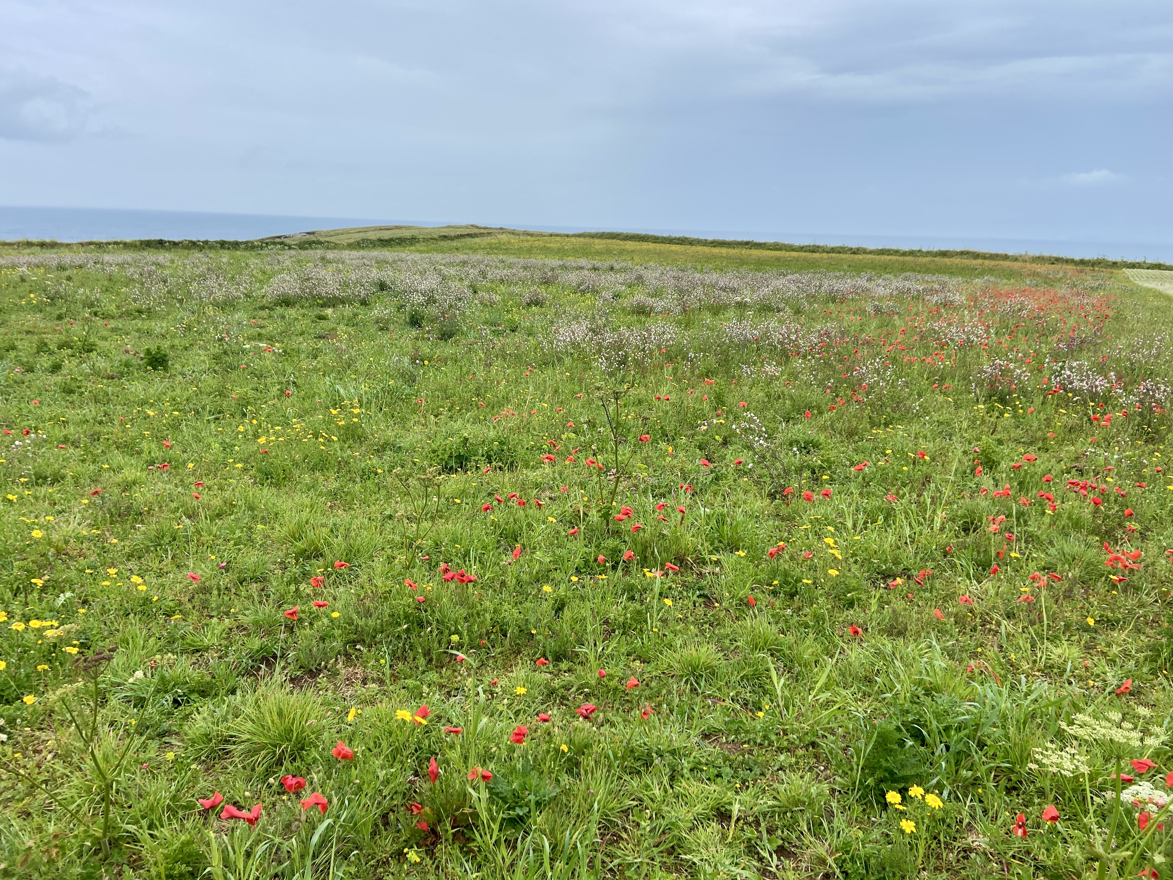 West Pentire Wild Flowers