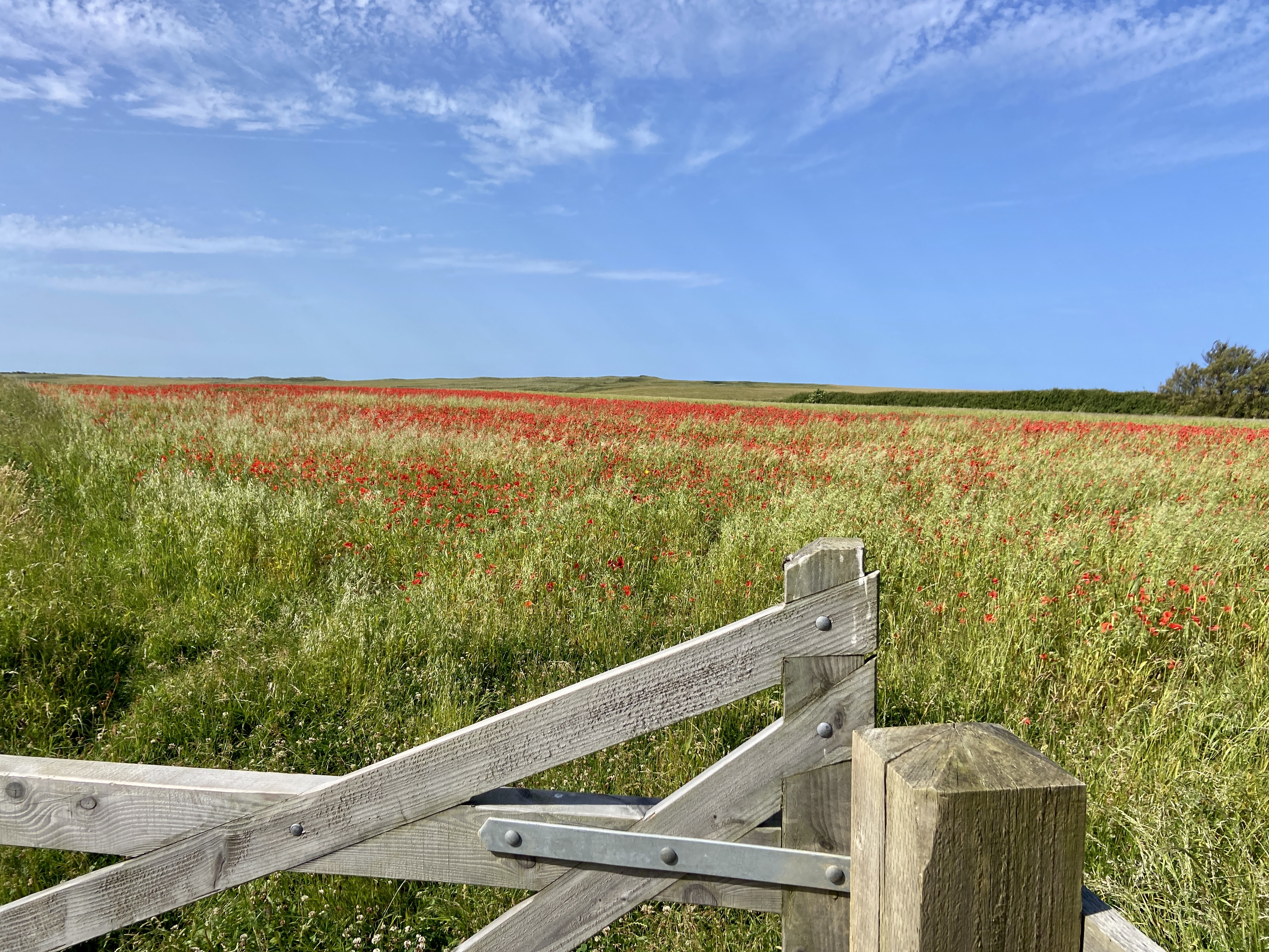 Poppy fields near Polly Joke in June 2026