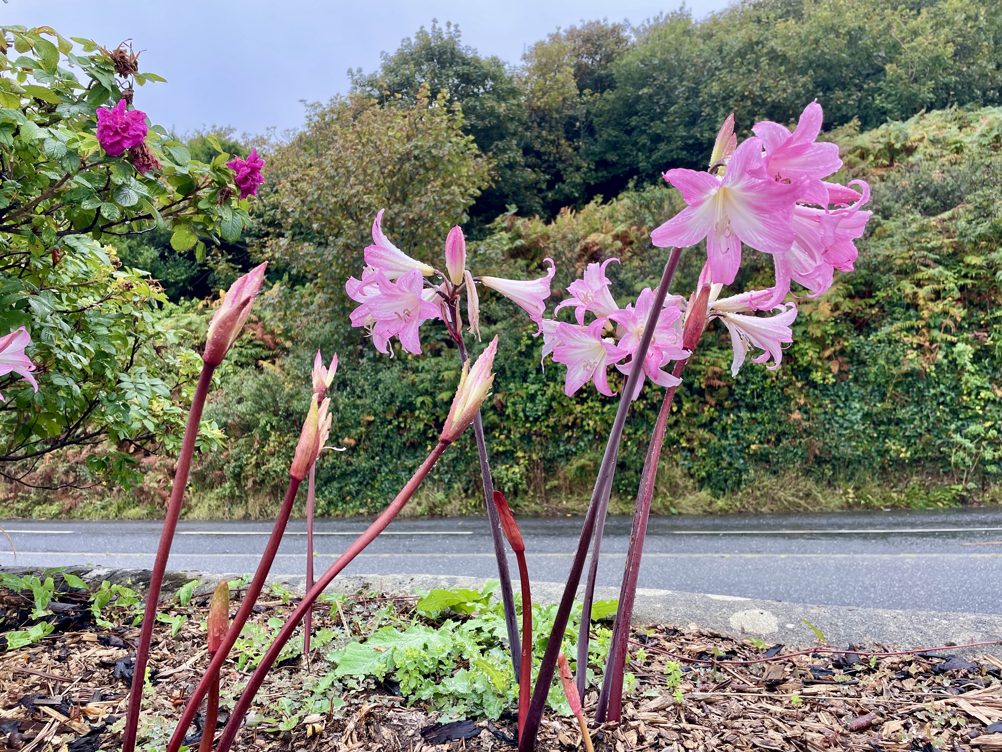 Jersey Lillies at Penlee Lifeboat Memorial Garden, near Mousehole, by Penzance