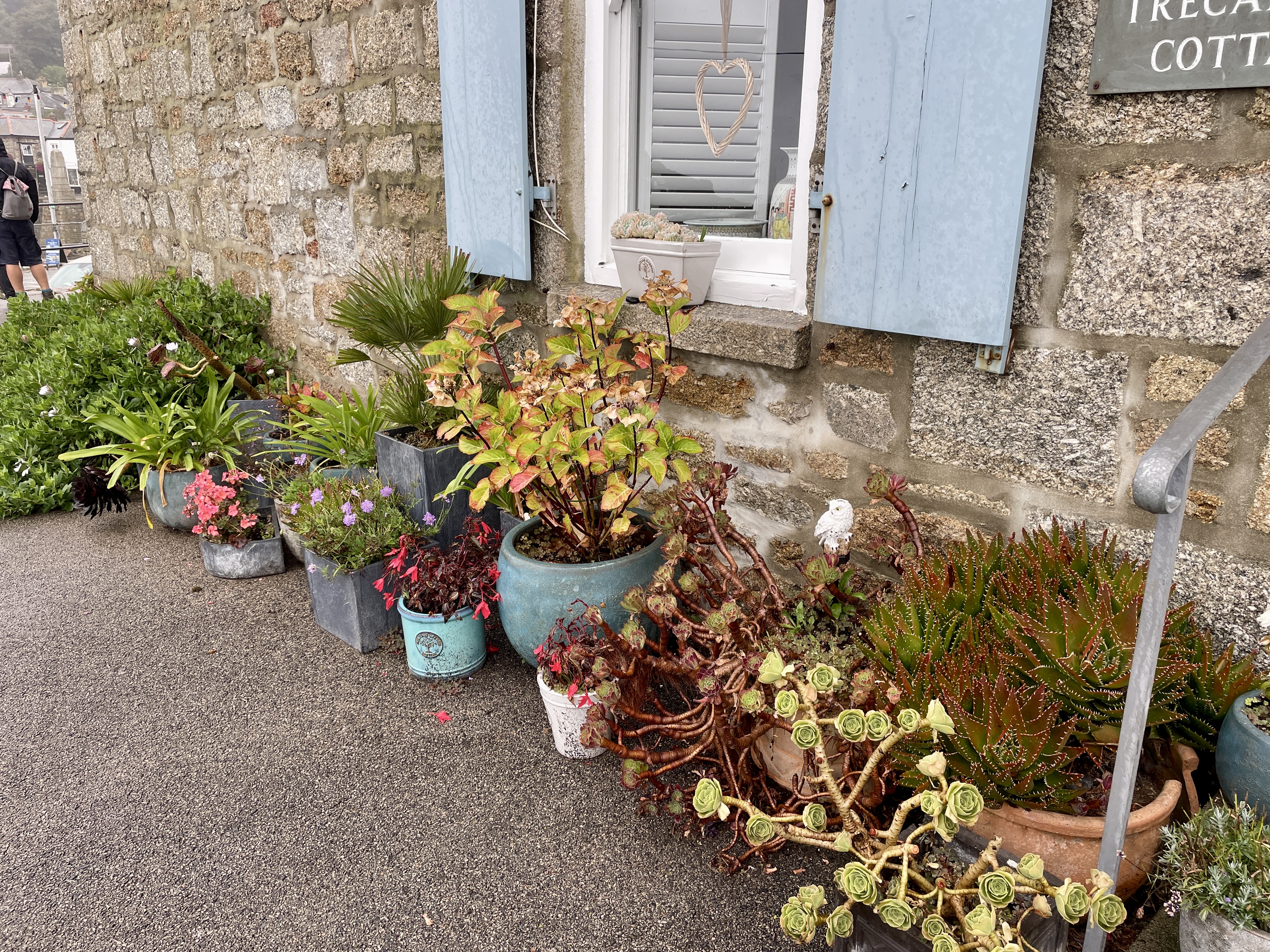 Succulent displays and even succulents for sale with an honesty jar in Mousehole, Cornwall.