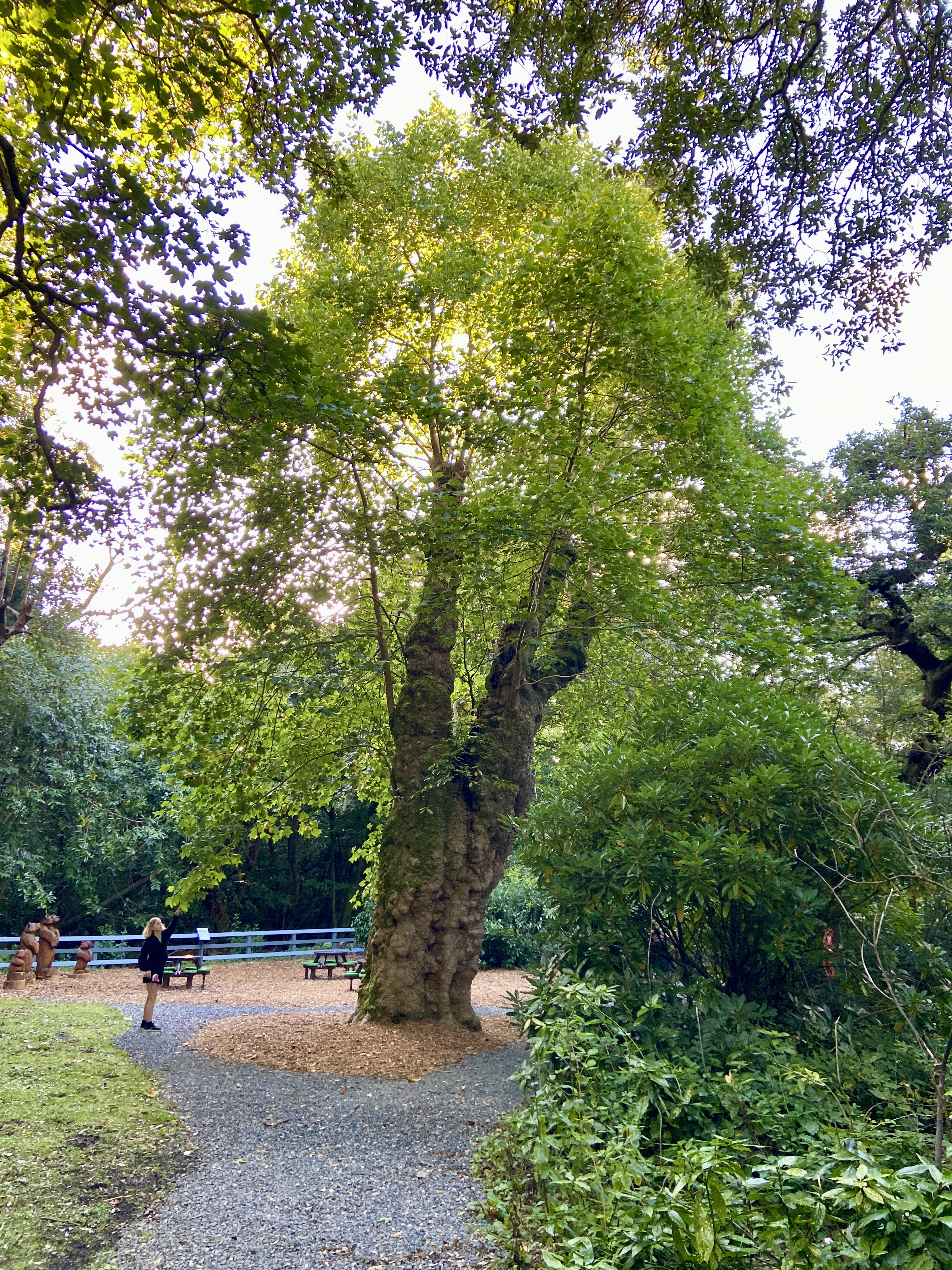300 year old tree at clowance estate in cornwall