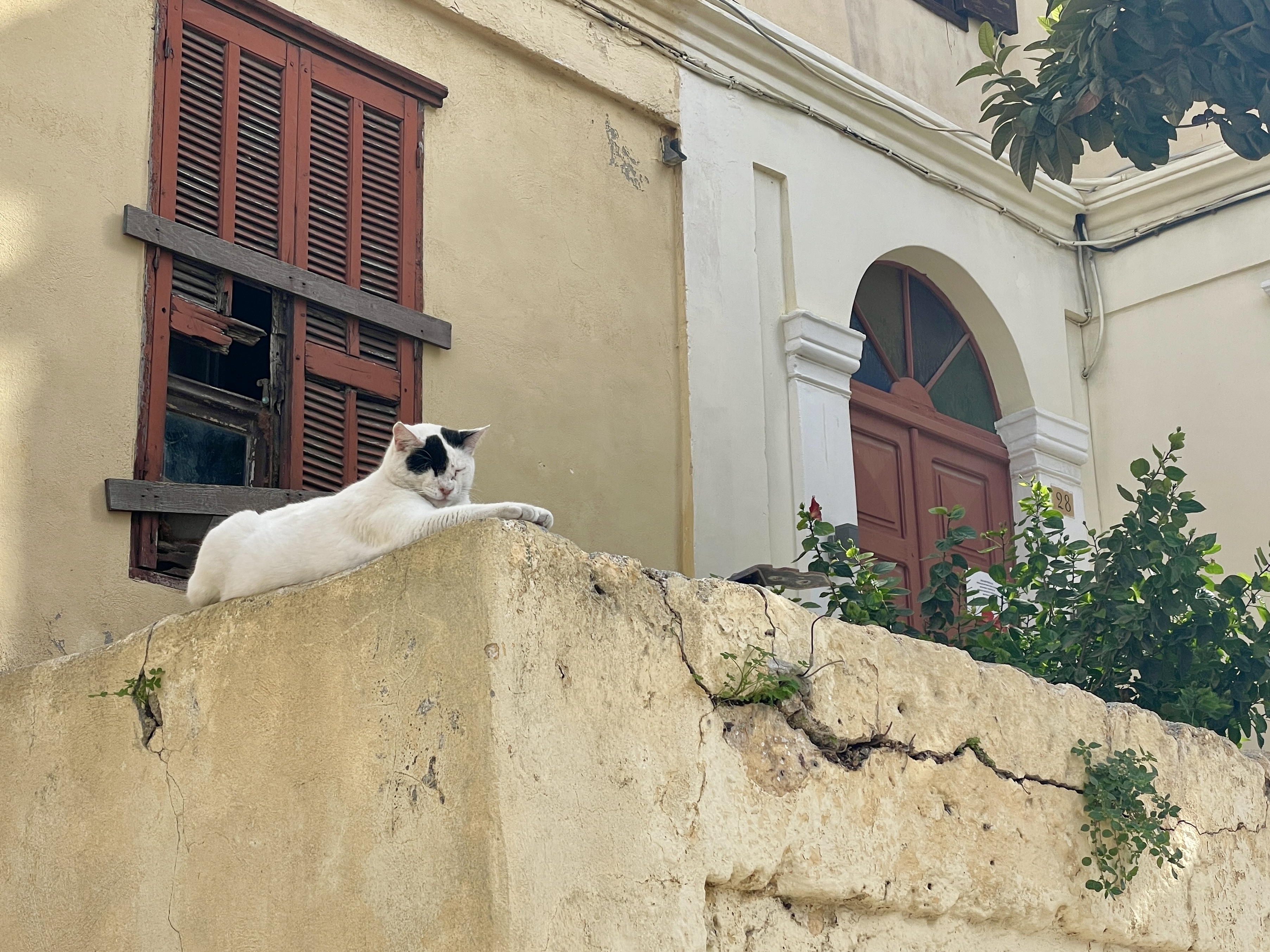 Street cat guarding abandoned, boarded-up house in Rhodes Old Town