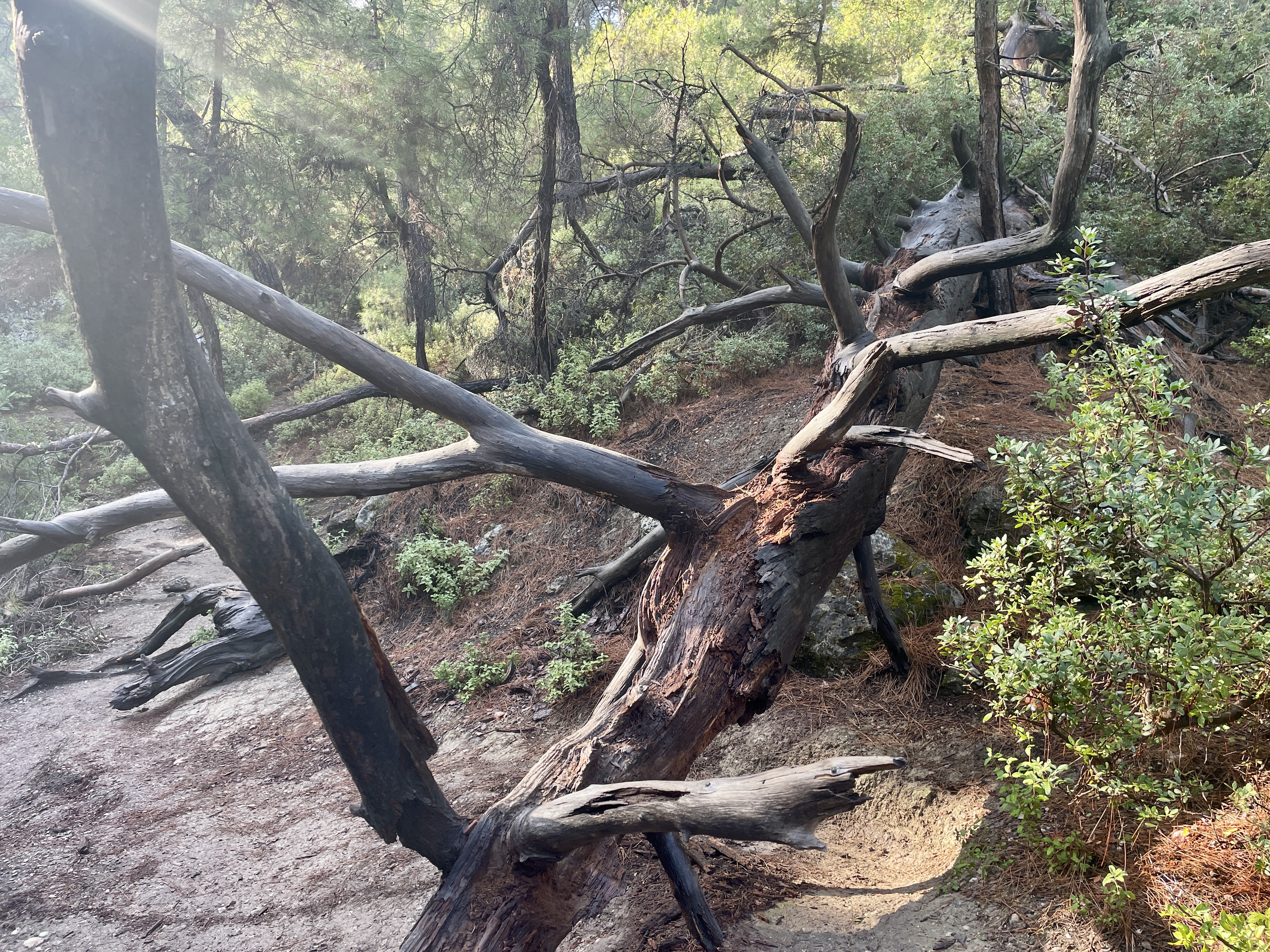 Fallen tree at Epta Piges in Rhodes