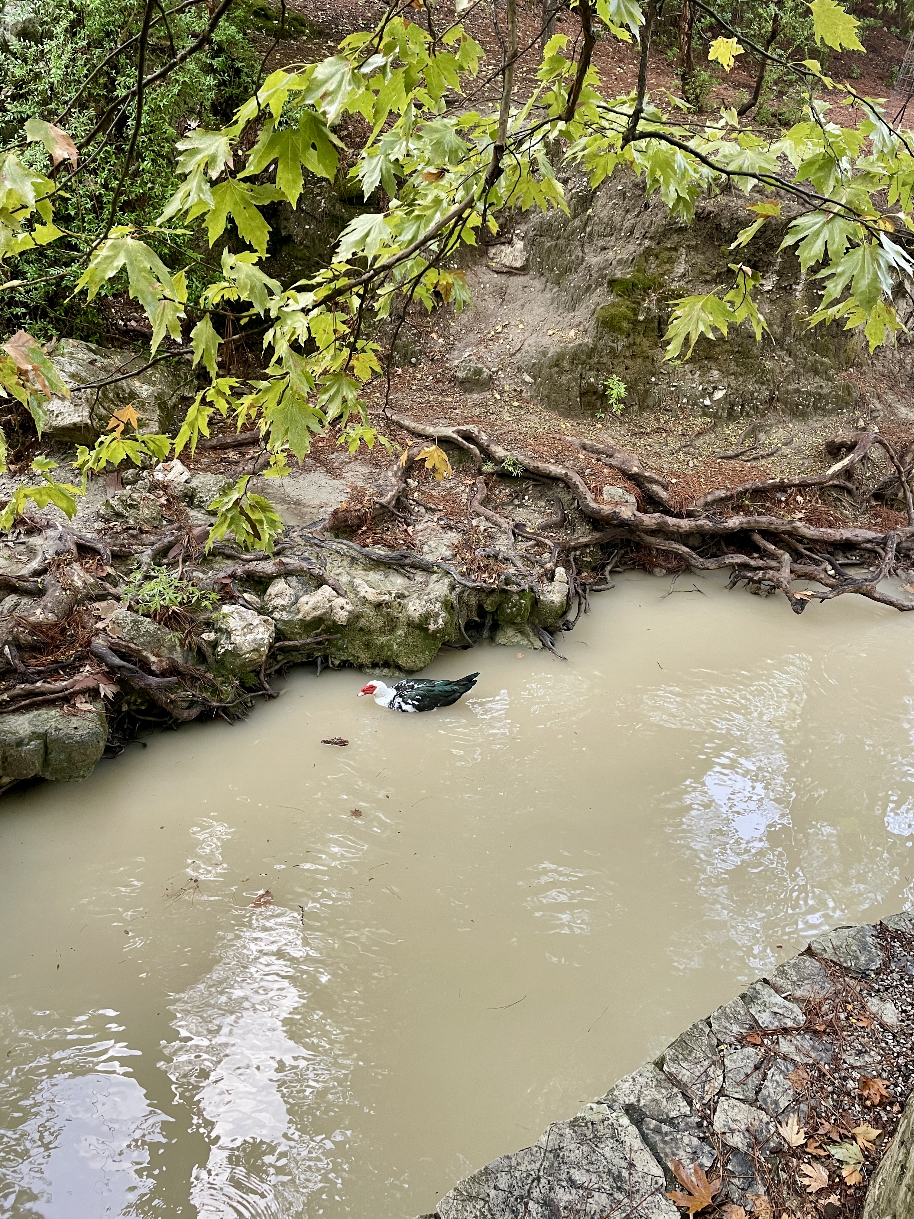 Muscovy duck in the water at Epta Piges Rhodes