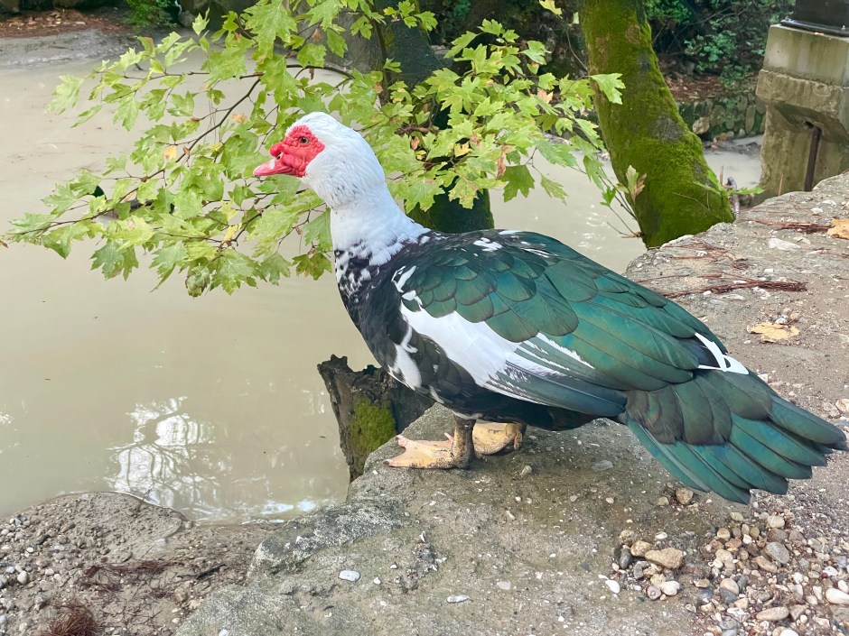 Exploring Seven Springs (Epta Piges) Rhodes – Waterfalls, Wildlife And The Tunnel Walk