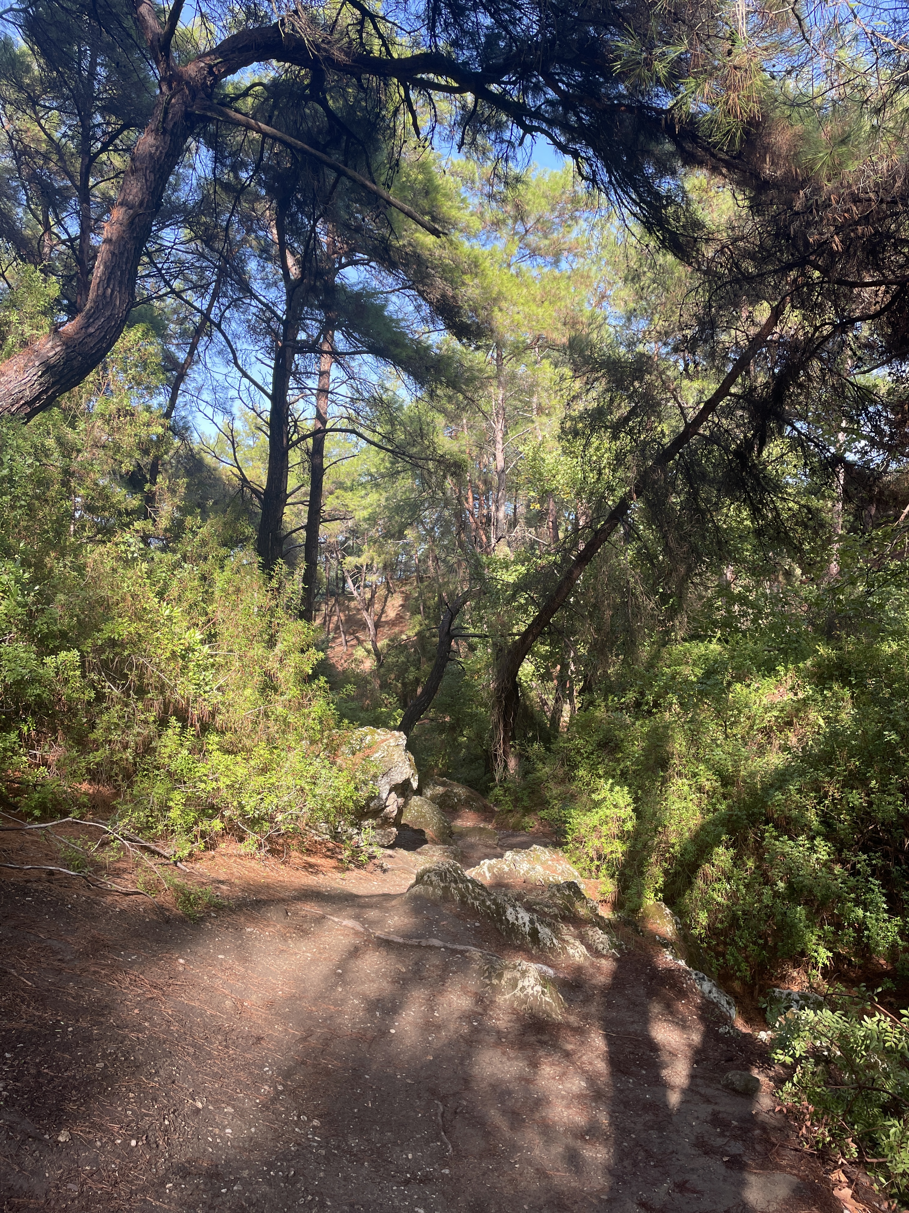 Beautiful forest in the sunlight at Epta Piges, Rhodes, with leafy trees and a forest floor pathway