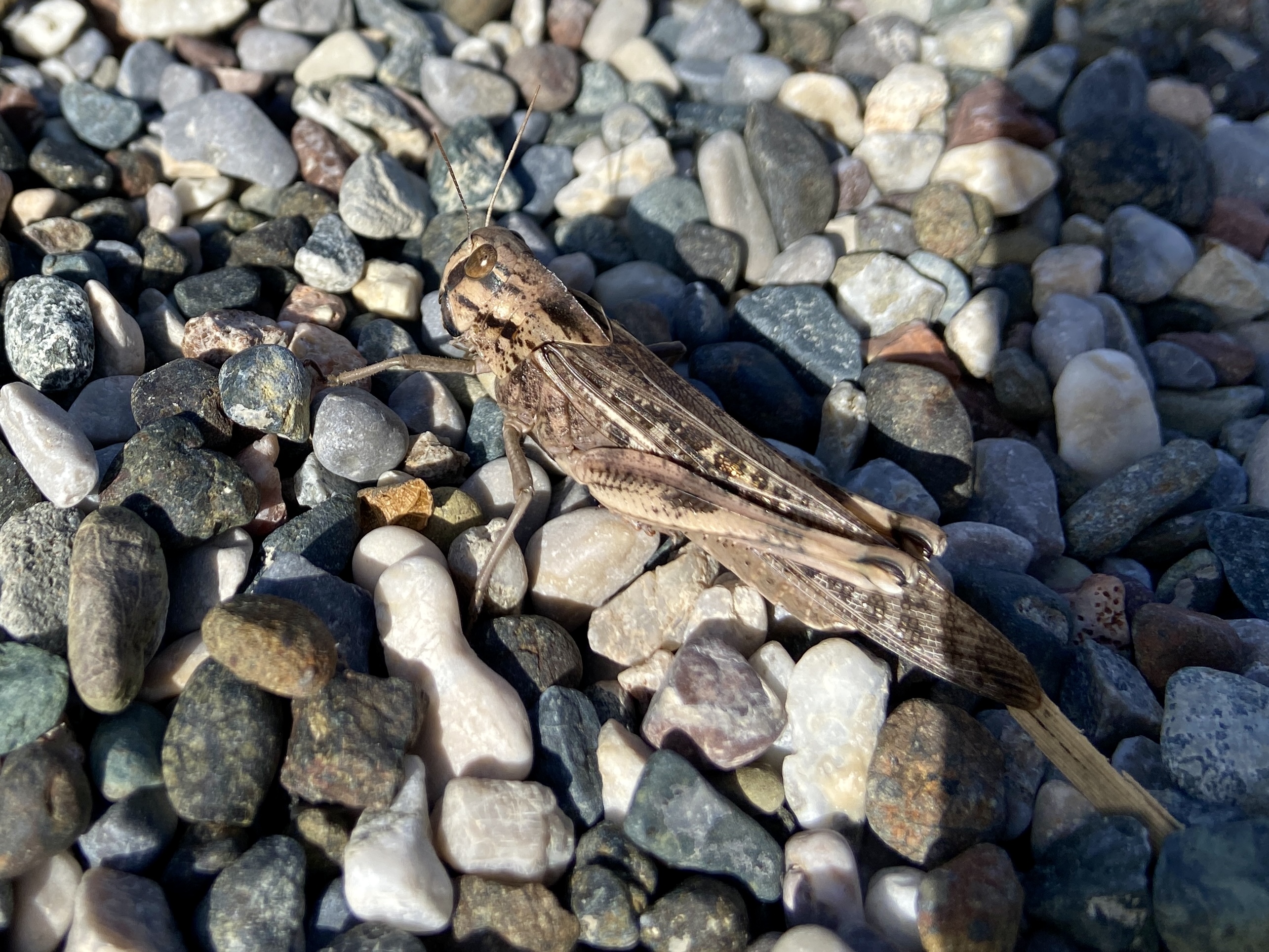 locust rhodes greece