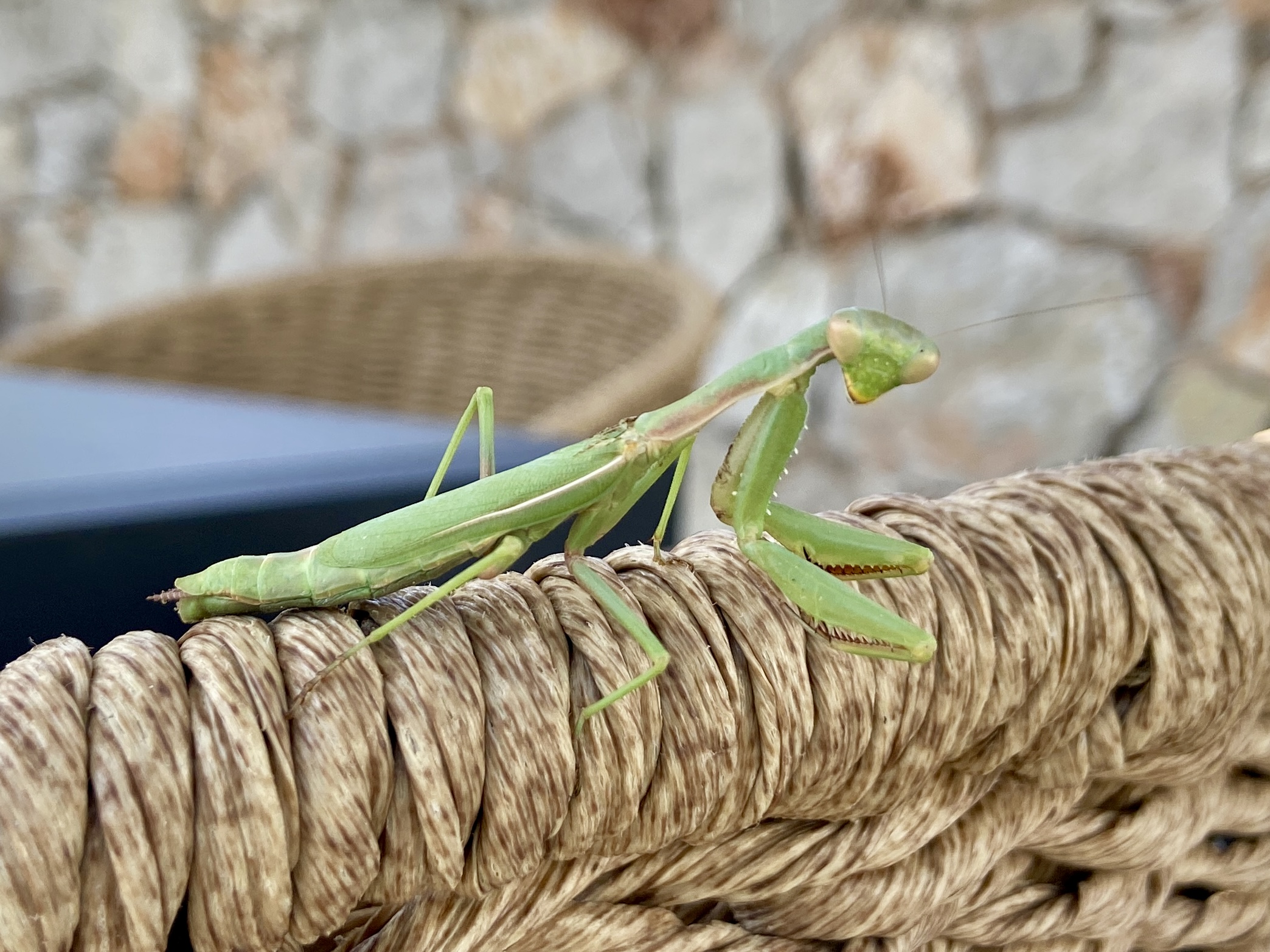 praying mantis rhodes greece