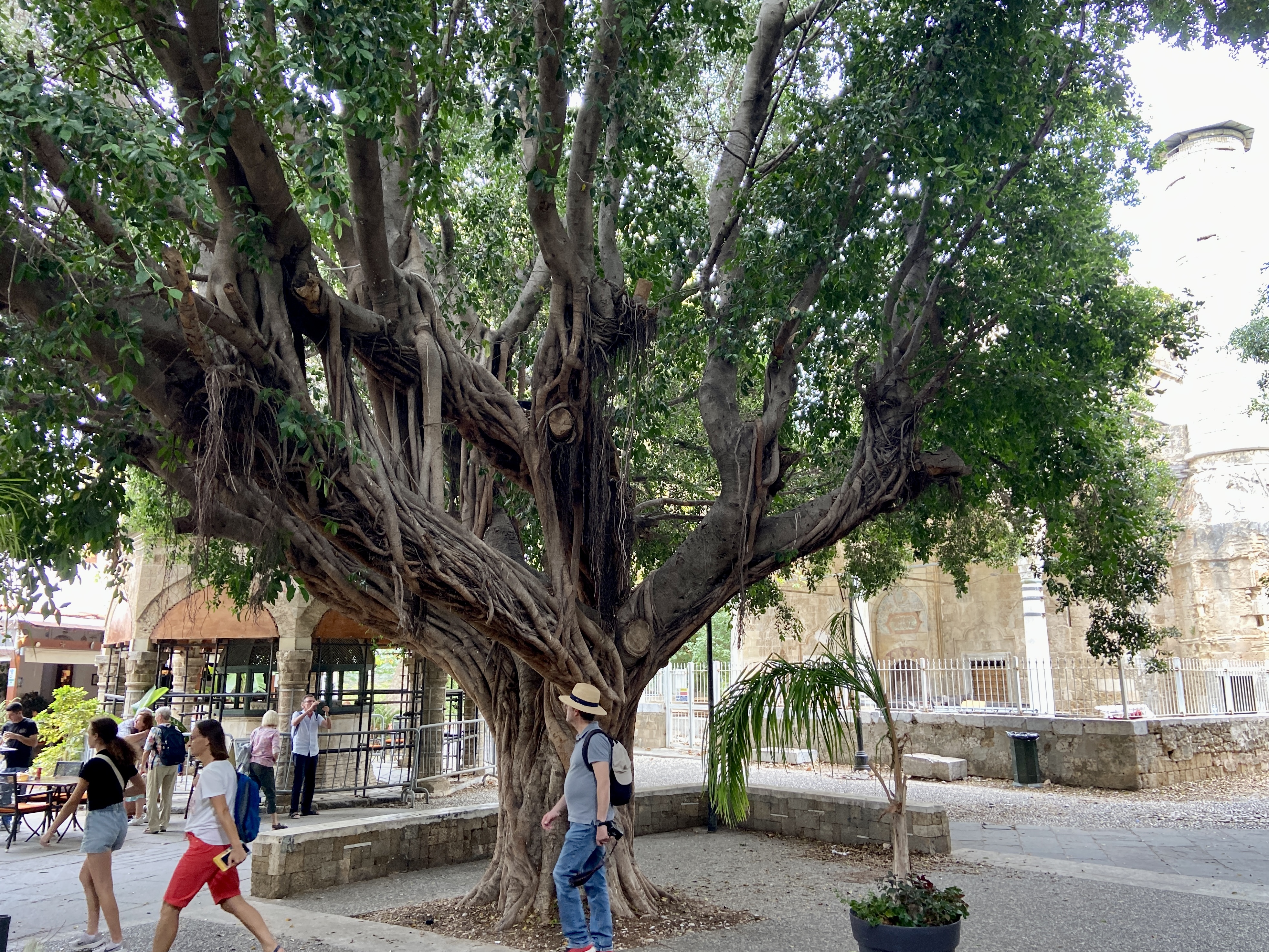 banyan trees in rhodes