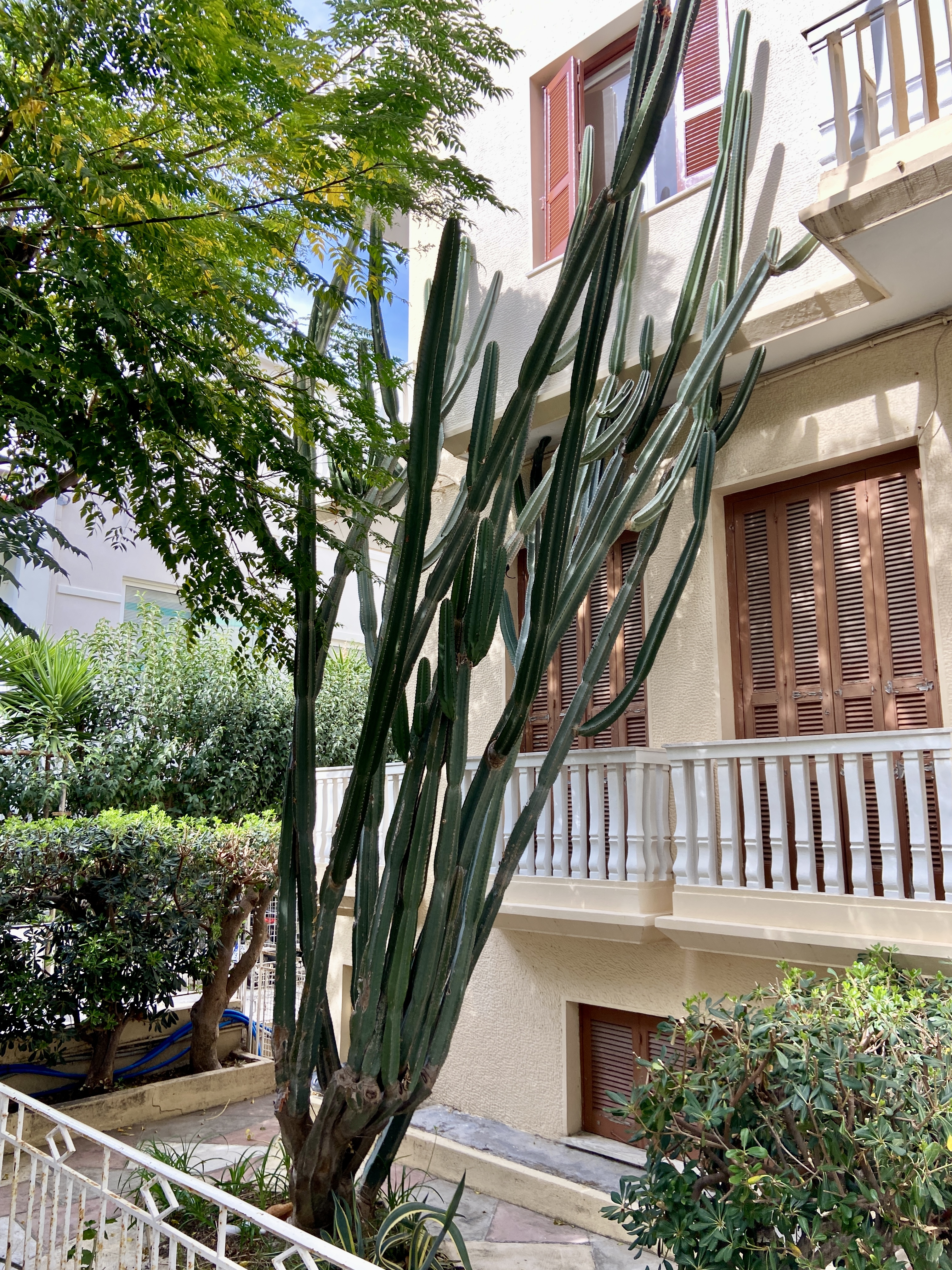 huge cactus as tall as a house in rhodes