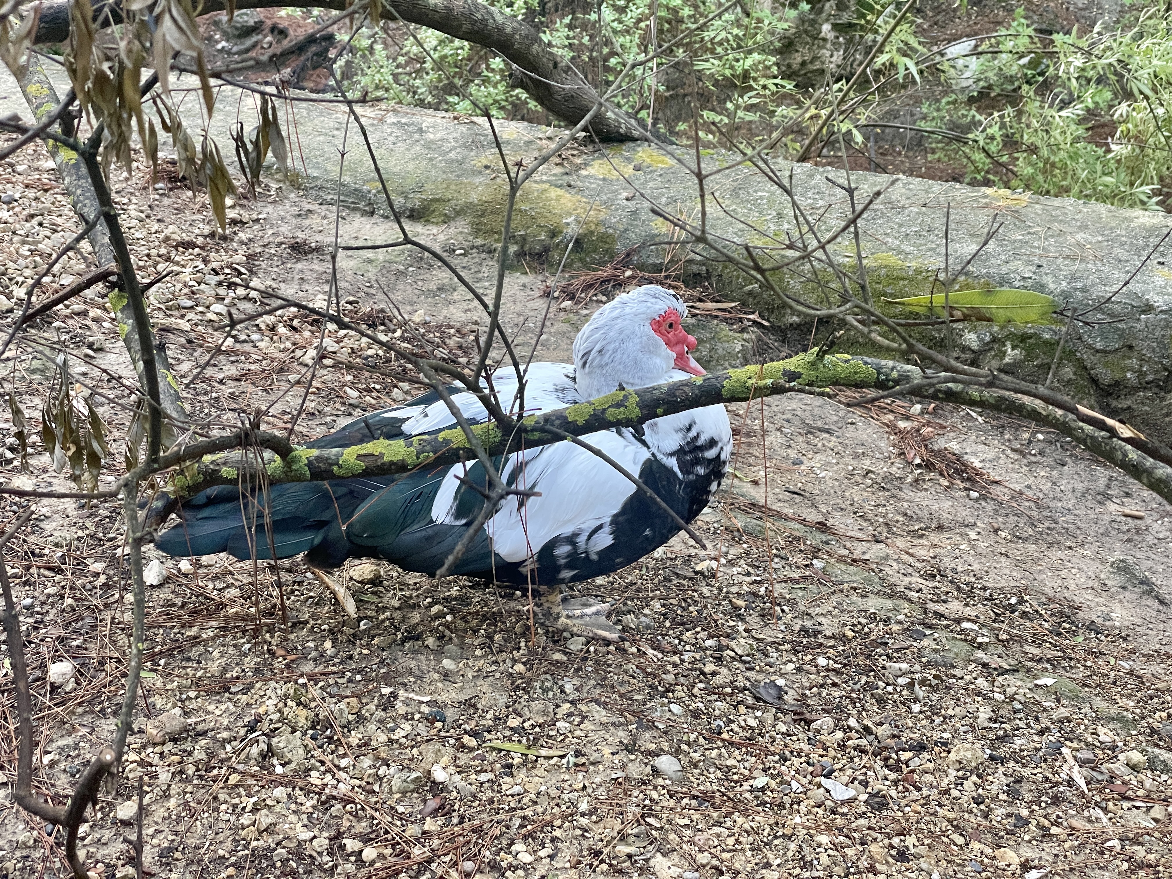 Muscovy duck at Seven Springs, Rhodes