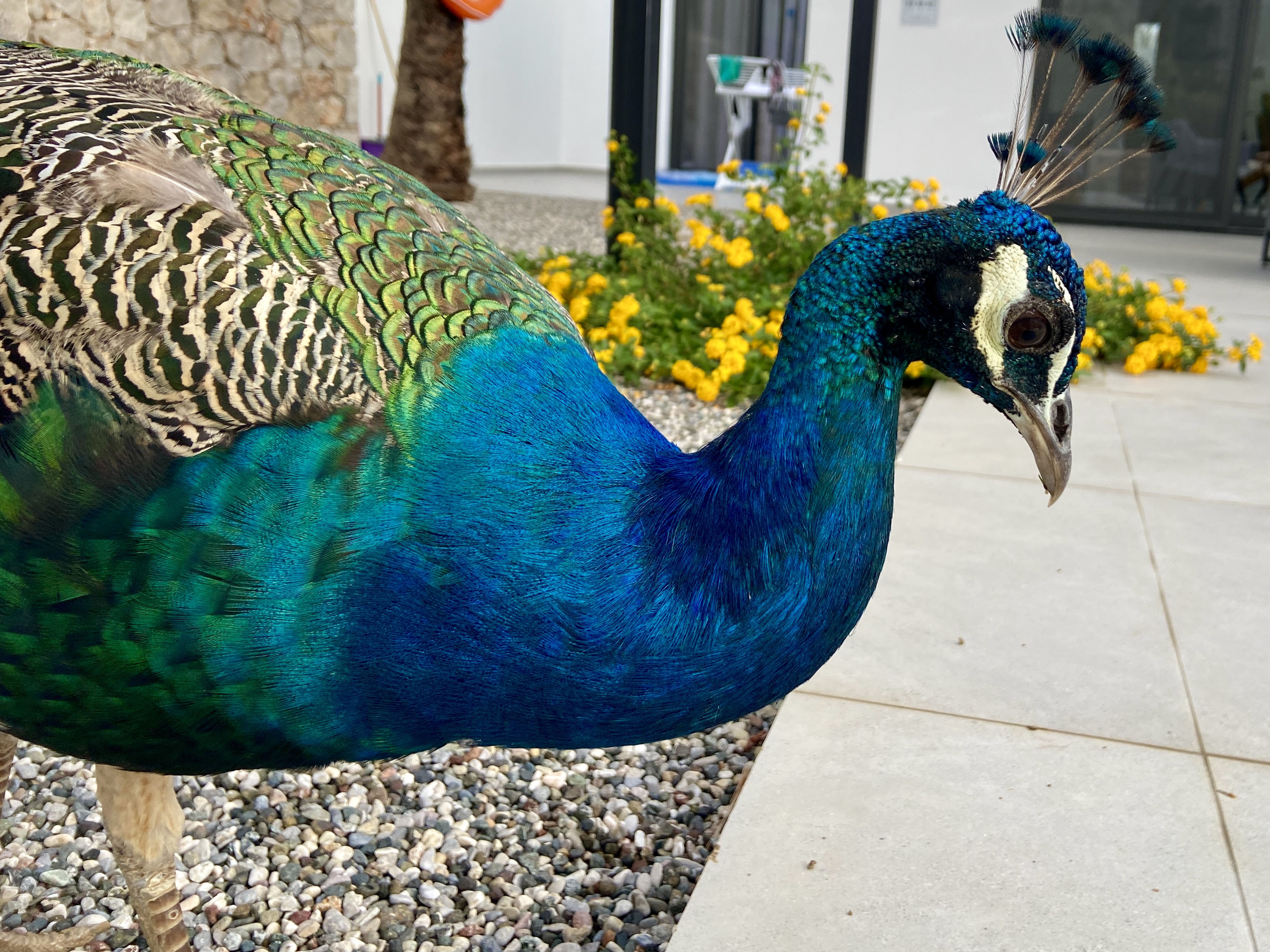 Wild peacock in Rhodes