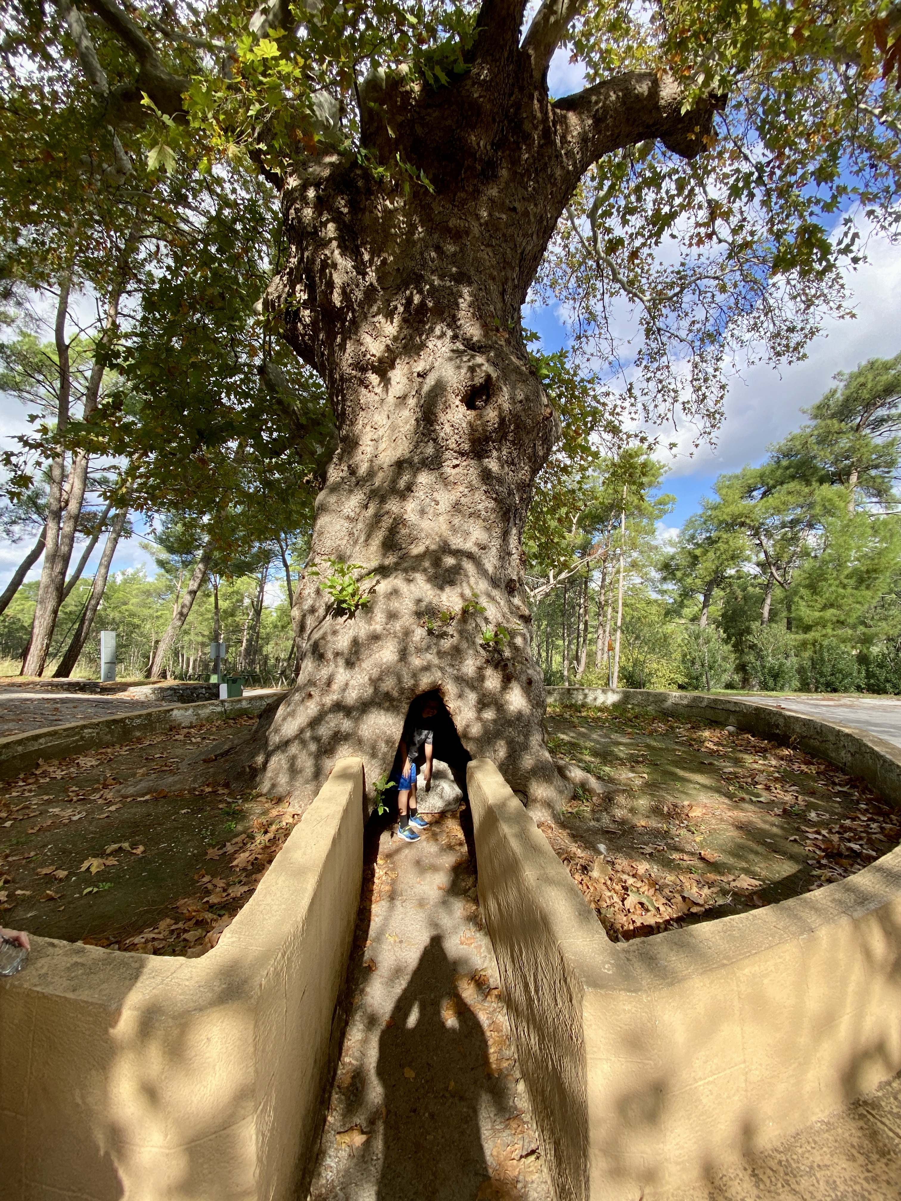 Photos of The Hollow Tree at St. Nektarios Monastery in Rhodes